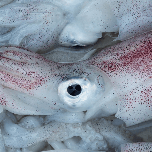 Turlutte plombee turlutte a Calamar calamarette Peche leurre Calamar Peche  mer Lumineux seiche (#2.5 10cm 11gr, 2pcs Bleu) : : Sports et  Loisirs